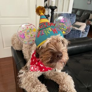 Meet your Posher, Abbie